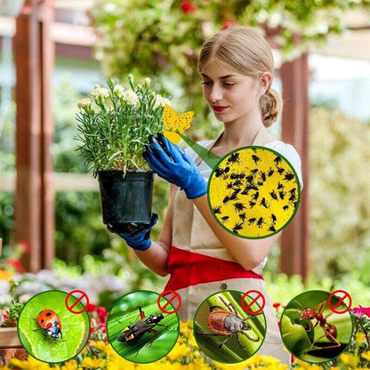 10X Dual Sided Sticky Trap Insect Killer Whitefly Thrip Fruit Fly Gnat - Butterfly 10PCS